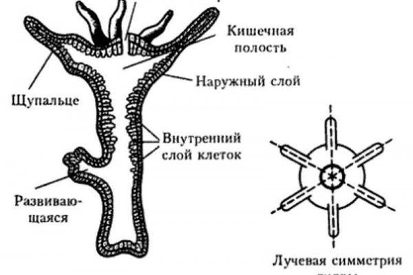 Кракен даркнет маркетплейс