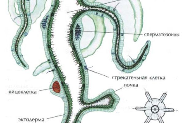 Kraken зеркало krakentor site