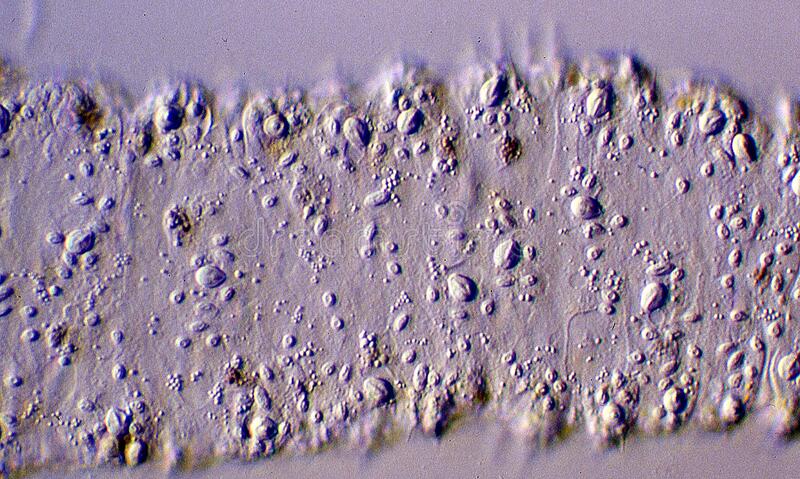 Kra26.cc